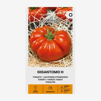 Tomat, Gigantomo F1