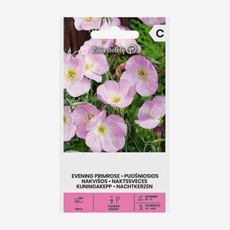 Nattljus, Evening Rose