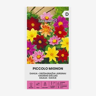 Dahlia, Piccolo Mignon