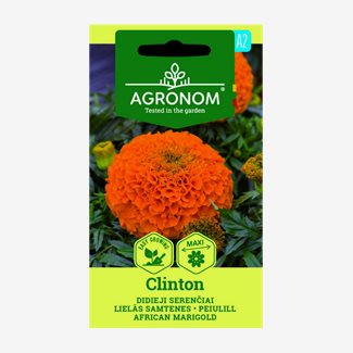 Tagetes, Clinton