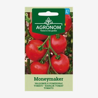 Tomat, Moneymaker