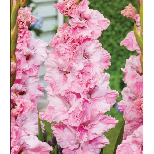 Gladiol, Soft Innocence
