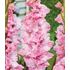 Gladiol, Soft Innocence