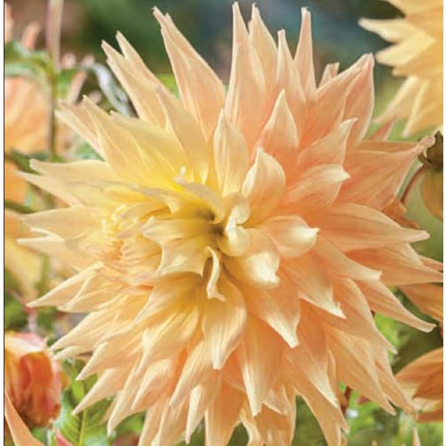 Dahlia, Penhill Autumn shades