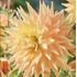 Dahlia, Penhill Autumn shades