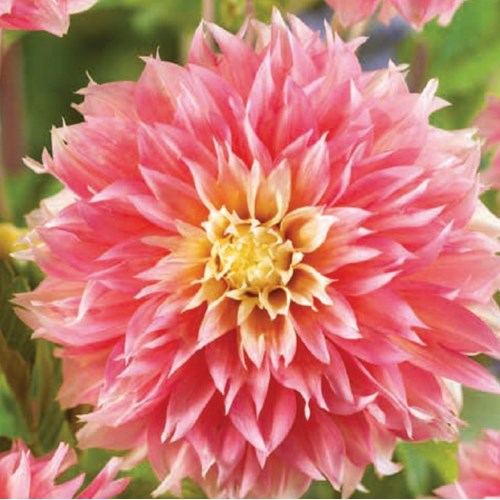 Dahlia, Kogane Fubuki