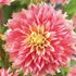 Dahlia, Kogane Fubuki