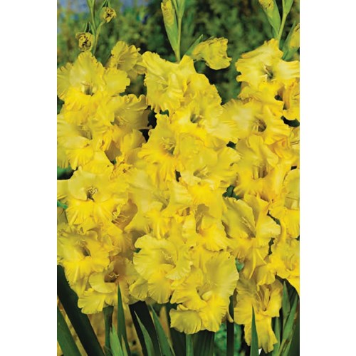 Gladiol, Charisma