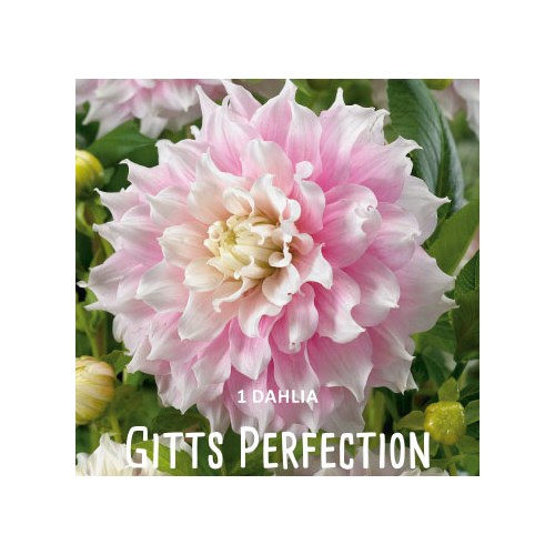 Dahlia, Gitts Perfection