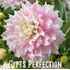 Dahlia, Gitts Perfection