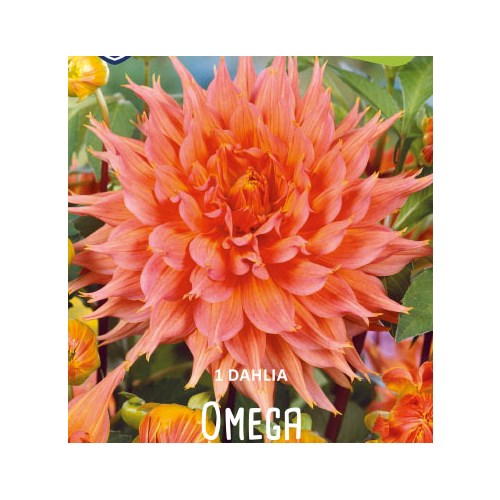 Dahlia, Omega