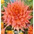 Dahlia, Omega