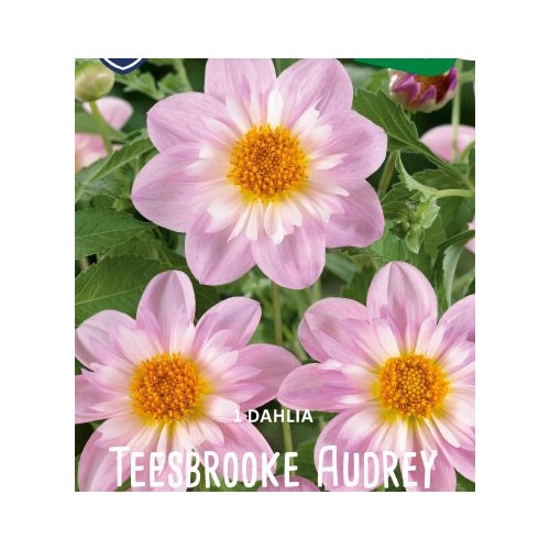 Dahlia, Teesbrook Audrey