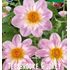 Dahlia, Teesbrook Audrey