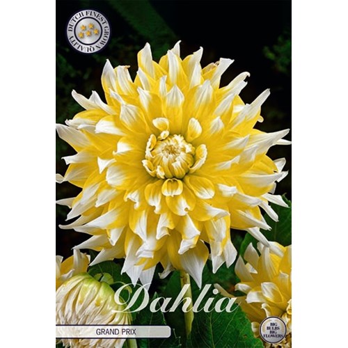 Dahlia, Grand Prix
