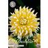 Dahlia, Grand Prix