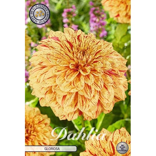 Dahlia, Gloriosa