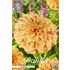 Dahlia, Gloriosa