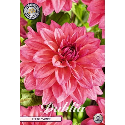 Dahlia, Feline Yvonne