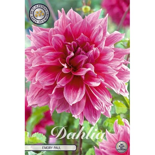 Dahlia, Emory Paul