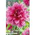 Dahlia, Emory Paul