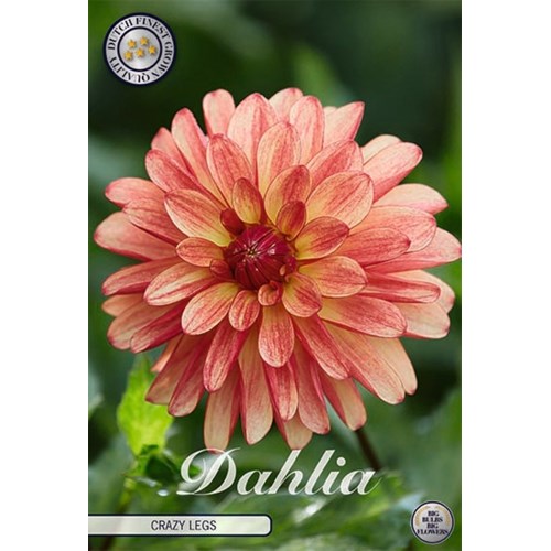 Dahlia, Crazy Legs