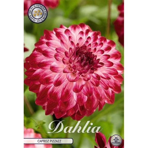 Dahlia, Caproz Pizzazz