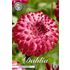 Dahlia, Caproz Pizzazz