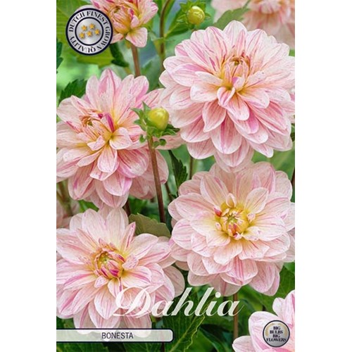 Dahlia, Bonesta