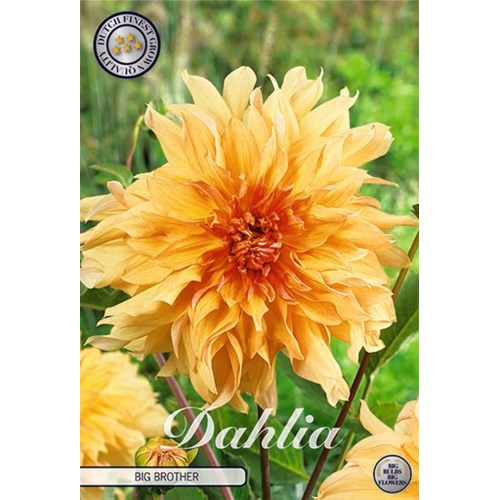 Dahlia, Big Brother