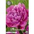 Pion, Jadwiga