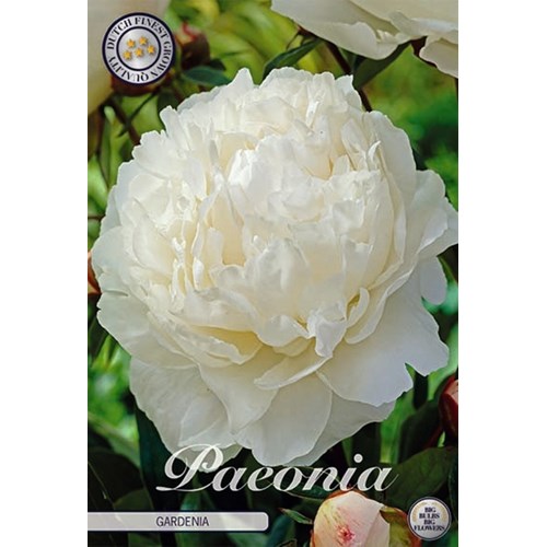 Pion, Gardenia
