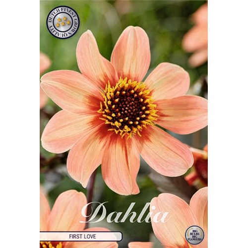 Dahlia, HS First Love