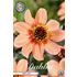 Dahlia, HS First Love