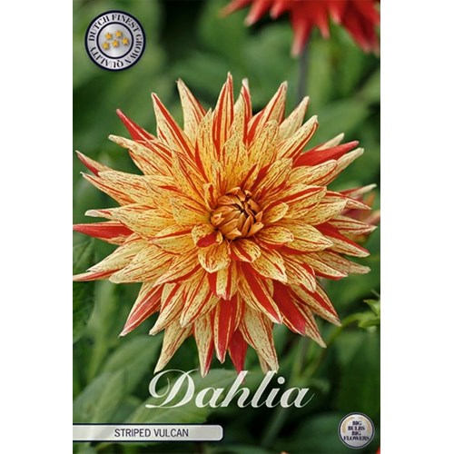 Dahlia, Striped Vulcan