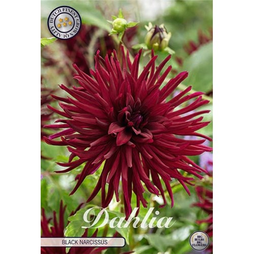 Dahlia, Black Narcissus