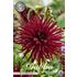 Dahlia, Black Narcissus