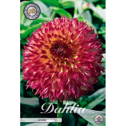 Dahlia, Aiyana
