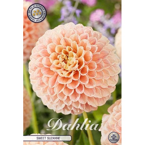Dahlia, Sweet Suzanne