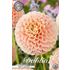 Dahlia, Sweet Suzanne