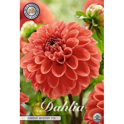 Dahlia, Zundert Mystery Fox