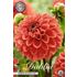 Dahlia, Zundert Mystery Fox