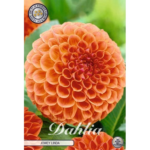 Dahlia, Jowey Linda