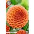 Dahlia, Jowey Linda
