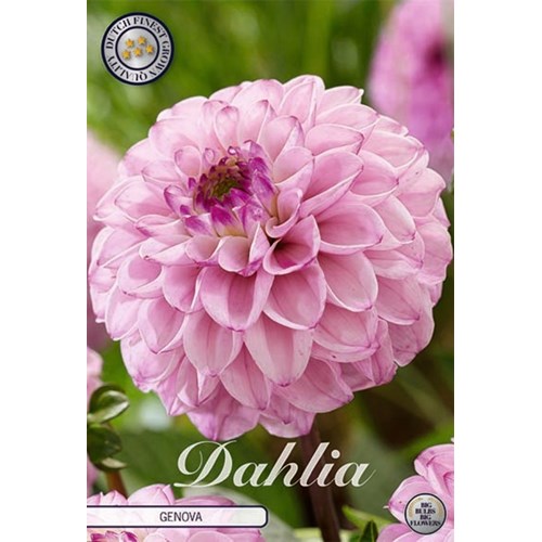 Dahlia, Genova