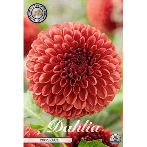 Dahlia, Copper Boy