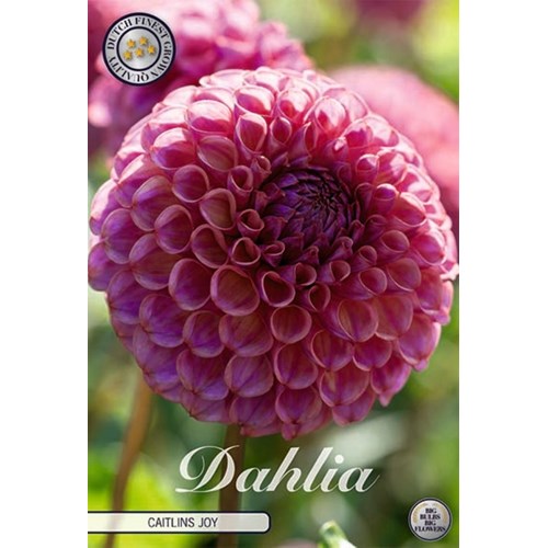 Dahlia, Caitlins Joy