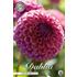 Dahlia, Caitlins Joy