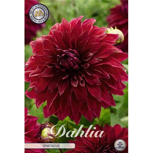 Dahlia, Spartacus