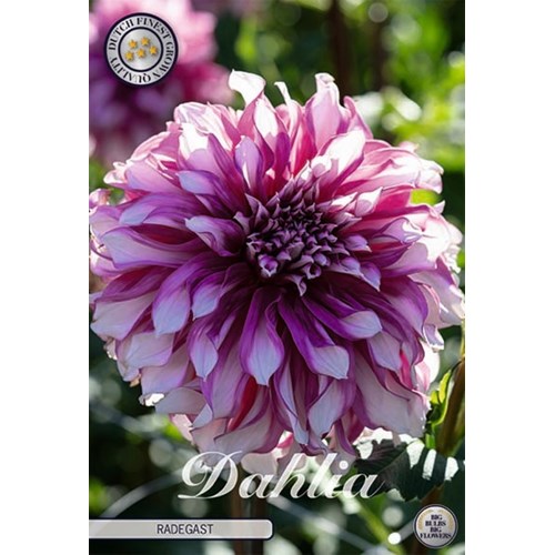 Dahlia, Radegast